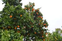 Gabriels Orangenplantage