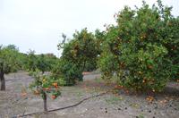 Gabriels Orangenplantage
