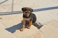 Weggeselle auf der Strandpromenade