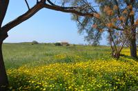 Blumenwiese in Paphos