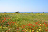 Blumenwiese in Paphos