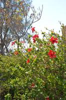 Blütenpracht in Paphos