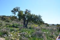 Wanderung zur Avagas-Schlucht