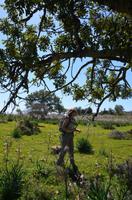 Pflücken der Johannisbrotbaumschoten