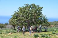 Pflücken der Johannisbrotbaumschoten