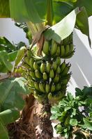 Bananenstaude im Hotel