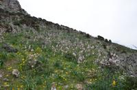 Blütenpracht am Andonis-Weg