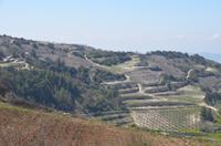 Weinfelder in Zypern