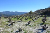 Weinfelder am Vouni-Weg