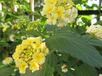 Silvester-Rundreise Zypern - Kloster Agios Georgios Alamanou