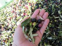 Silvester-Rundreise Zypern - Olivenpresse 