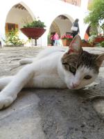 Silvester-Rundreise Zypern - Miez im Frauenkloster Agios Minas