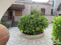 Silvester-Rundreise Zypern - Pomelostrauch im Frauenkloster Agios Minas