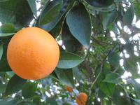 Silvester-Rundreise Zypern - Kouklia