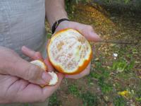 Silvester-Rundreise Zypern - Kouklia