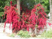 In der Hauptstadt Nikosia