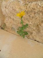 In der antiken Stadt Kourion