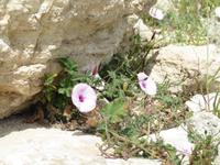 In der antiken Stadt Kourion