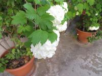 Im Kloster Chrysoroyiatissa 