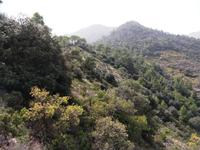 156 Stavos tou Agiasmati-Lagoudera Trail