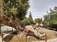 164 Eichenbaum in Lagoudera