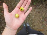 Beeren im Troodos Gebirge