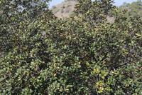 zyprische Eichel = kleine Blätter große Nüsse (effektiv)