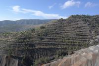 alte Mine wird wieder aufgeforstet