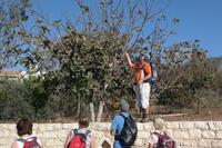 Demetris bei der Ernte (4.Wanderung)