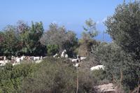 Ziegen als Landschaftsgärtner