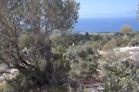 das Gestrüpp wird immer höher