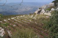 Wein, Wein - überall Wein