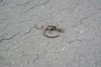 Gecko (hatte einen Unfall mit einem Kleinlaster)