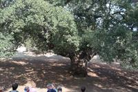 Alter des Baums auf über 800 Jahre geschätzt