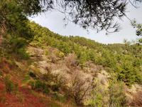 146 Der Trail führt auf 1200 m Höhe