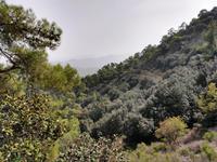 147 Pinien und Goldeichen