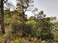 149 Höhenweg auf 1200 m