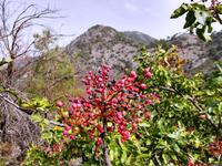 158 Terpentin-Pistazie (Pistacia terebinthus)