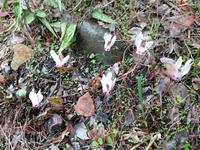 160 Alpenveilchen im Troodos-Gebirge