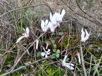 161 Alpenveilchen im Troodos-Gebirge