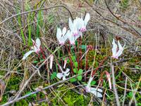 162 Alpenveilchen im Troodos-Gebirge