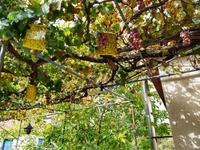 163 Speisewein vor den Häusern