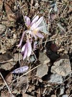 176 Herbstzeitlose  am Wegesrand