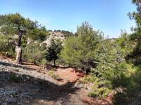 193 Cypern-Cedern am Madari