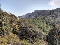 194 Cypern-Cedern am Madari