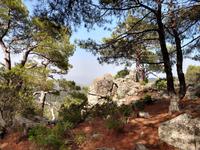 196 Pinienwald und Basalt am Madari