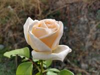 202 Bei den Rosenzüchtern von Agros