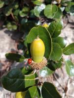 221 Goldeiche oder Erlenblättriche Eiche