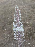 248 Blühende Meereszwiebel