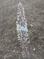 249 Blühende Meereszwiebel